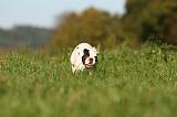 BOULEDOGUE FRANCAIS 1229